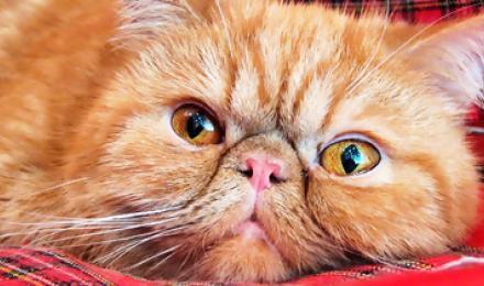 ПУШИСТЫЕ ЛЮБИМЦЫ! Скидка до 40% на международную выставку кошек "Весенний Бал Кошек 2016" Фелинологического Альянса Украины "FAU"! Самые красивые и любимые животные для Вас!