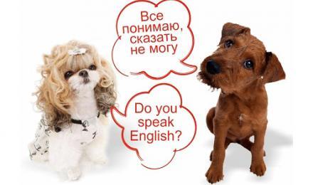 Повышаем свой языковой уровень! Изучение английского, немецкого, французского, испанского, итальянского или польского языка в школе «BOSTON SCHOOL»! Скидка до 83%!